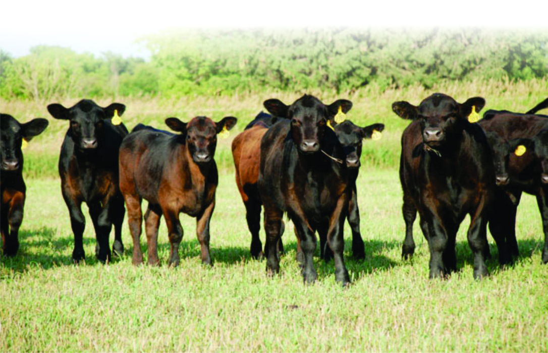 Calves — Livestock