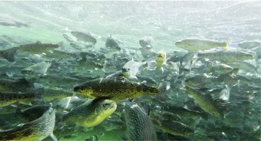 Fish — Aquaculture